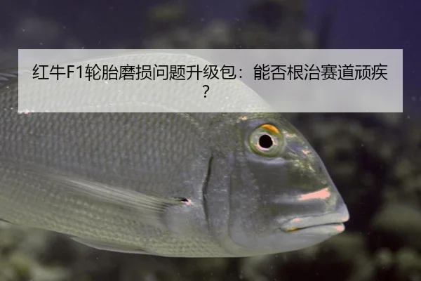 红牛F1轮胎磨损问题升级包：能否根治赛道顽疾？
